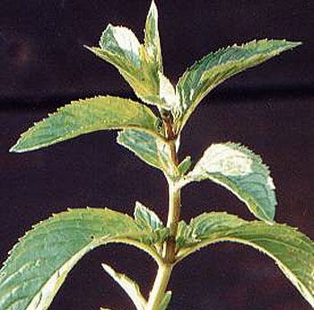  Image name: menta4.jpg 
 width: 350 pixel 
 height: 345 pixel 
 Size: 36202 bytes 
 Click to enlarge 